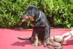 Štěňata Beauceron (Berger de Beauce) s PP
