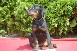 Štěňata Beauceron (Berger de Beauce) s PP