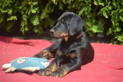 Štěňata Beauceron (Berger de Beauce) s PP