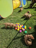 Rhodéský ridgeback štěňata s PP