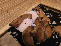 Rhodéský ridgeback štěňata s PP