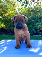 Rhodéský ridgeback štěňata s PP