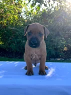 Rhodéský ridgeback štěňata s PP
