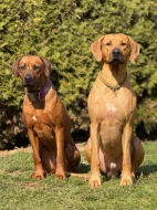 Rhodéský ridgeback s PP - nestandartni pes💙