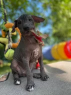 Nabízím štěňátka peruánský naháč střední