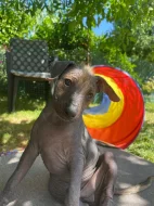 Nabízím štěňátka peruánský naháč střední