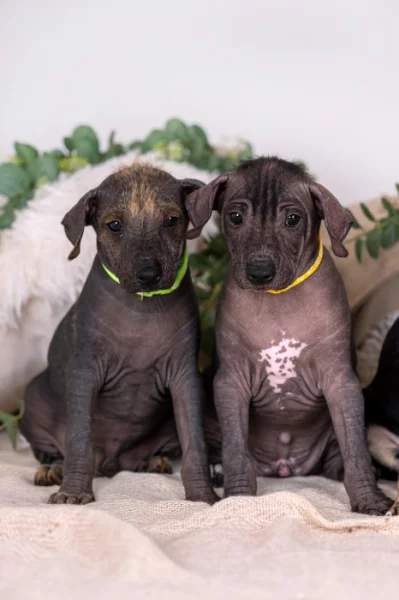 Nabízím štěňátka peruánský naháč střední