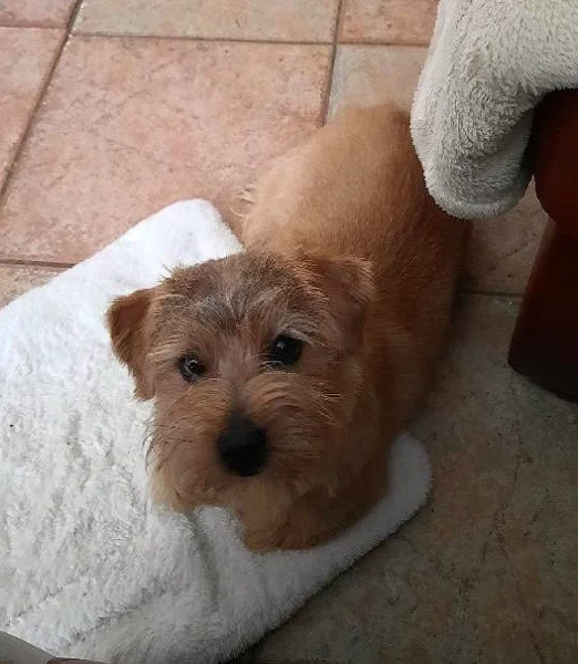 Pes Norfolk terier s PP