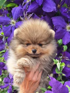 Štěňátka pomeranian
