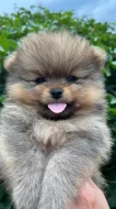 Štěňátka pomeranian