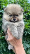 Štěňátka pomeranian