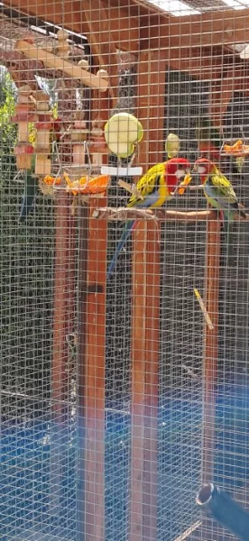 Rozela pestrá nádherná