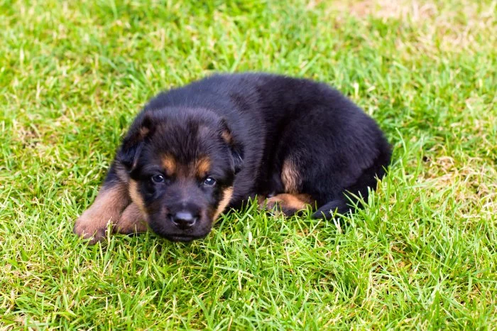 Prodám štěňata NO typu rex