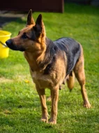 Prodám štěňata NO typu rex