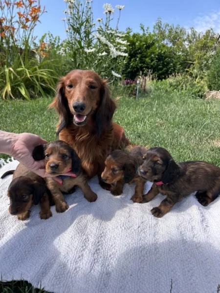 Dlouhosrstý jezevčík