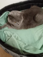 Daruji Britskou kočku