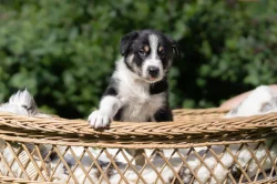 Border kolie s PP krátkosrstá