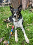 Border kolie s PP krátkosrstá