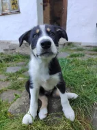 Border kolie s PP krátkosrstá