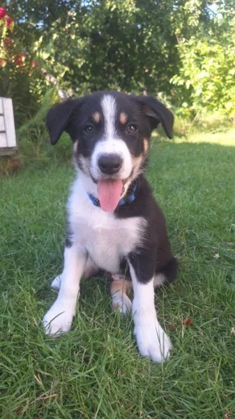 Border kolie s PP krátkosrstá