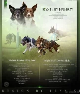 Border kolie s PP krátkosrstá