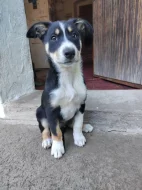 Border kolie s PP krátkosrstá