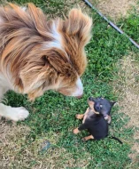 Pražský krysařík