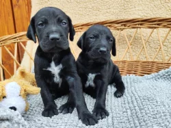 Nabídka štěňat německého krátkosrstého ohaře