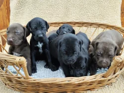 Nabídka štěňat německého krátkosrstého ohaře