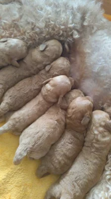 Štěně pudl střední apricot- plavá červená