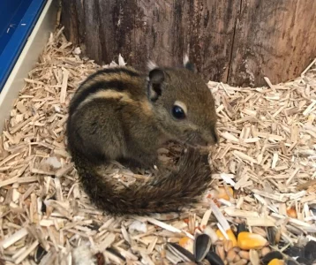 Veverka šedobřichá