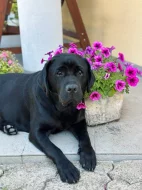 IHNED K ODBĚRU Labradorský Retriever s PP