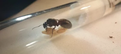Mravenec dřevokaz (Camponotus ligniperda)