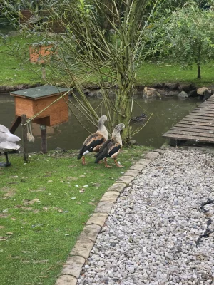 Okrasné kachny
