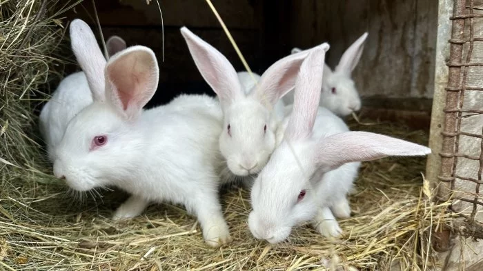 Králík brijlerův Hyla