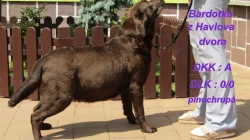 Labradorský retrívr s PP