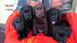 Labradorský retrívr s PP