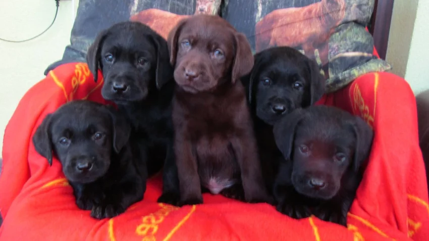 Labradorský retrívr s PP