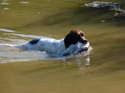 Malý münsterlandský ohař prodám štěňata s PP