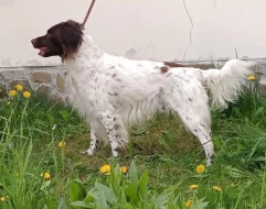 Malý münsterlandský ohař prodám štěňata s PP