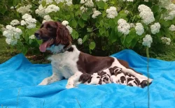 Malý münsterlandský ohař prodám štěňata s PP