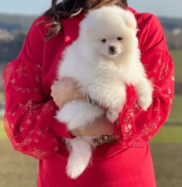 Německý špic. Mini pomeranian bez PP