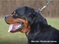 Štěňátka rotvajlera s PP