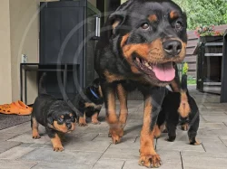 Štěňátka rotvajlera s PP