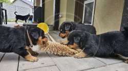 Štěňátka rotvajlera s PP