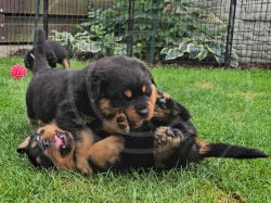 Štěňátka rotvajlera s PP