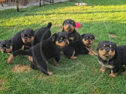 Štěňátka rotvajlera s PP
