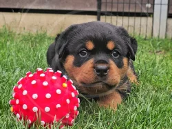 Štěňátka rotvajlera s PP