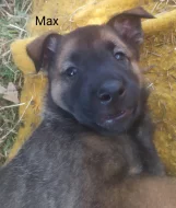 Belgický ovčák malinois