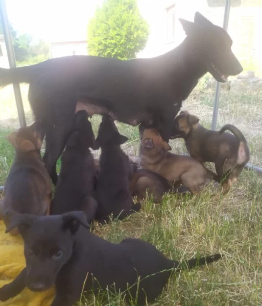 Belgický ovčák malinois